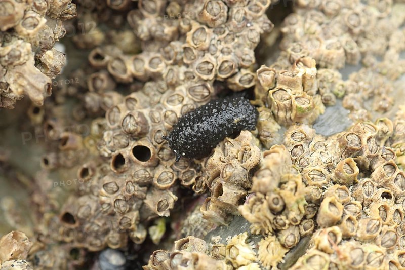 Celtic Seaslug (Onchidella celtica)
