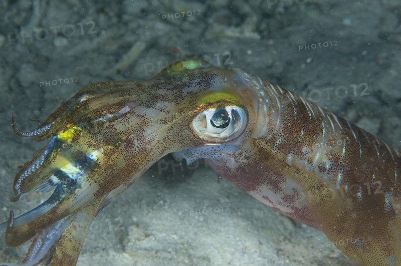 Bigfin Reef Squid (Sepioteuthis lessoniana)