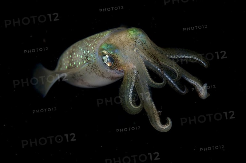 Bigfin Reef Squid (Sepioteuthis lessoniana)