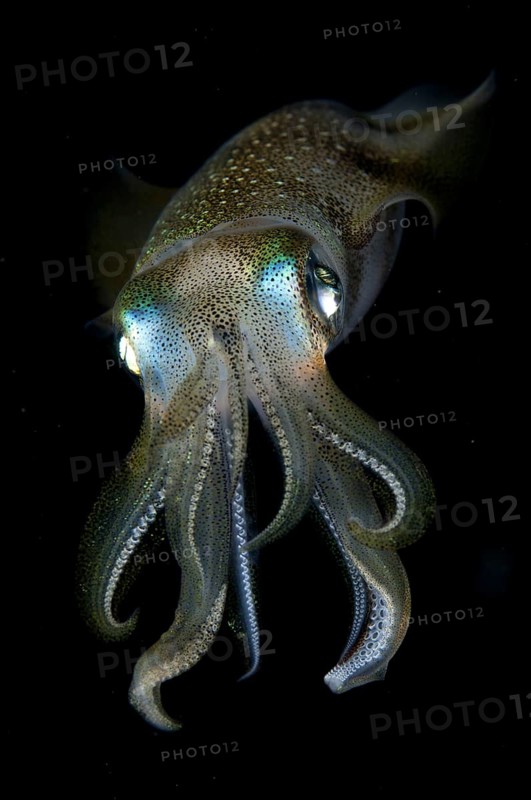Bigfin Reef Squid (Sepioteuthis lessoniana)