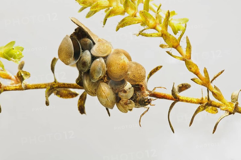Caddisfly (Trichoptera sp.)