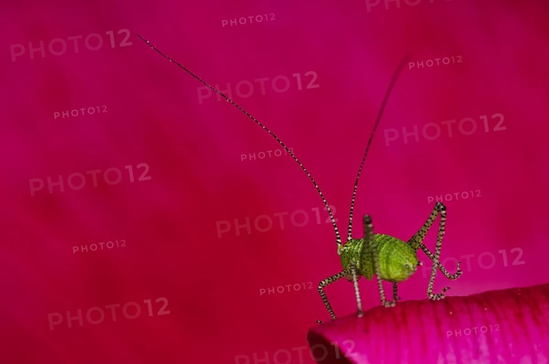 Speckled Bush-cricket (LLeptophyes punctatissima)