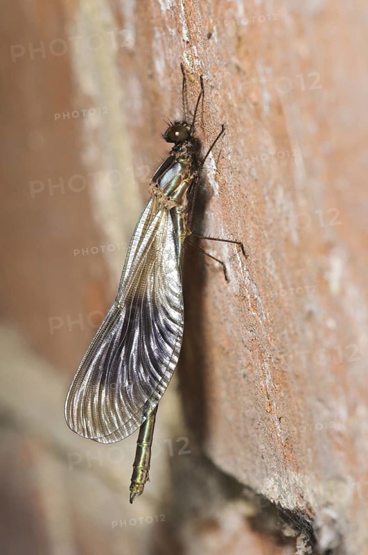 Banded Demoiselle (Calopteryx splendens)