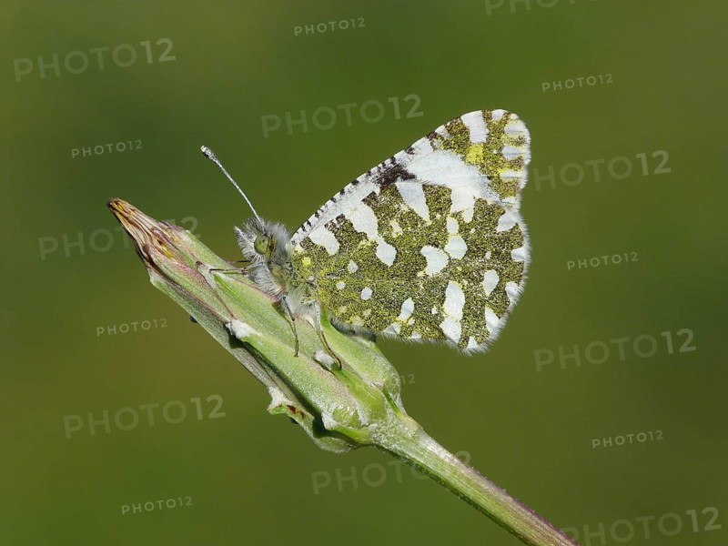 Western Dappled White (Euchloe crameri)