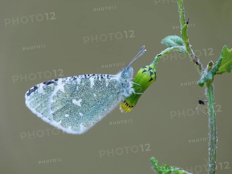 Portuguese Dappled White (Euchloe tagis)
