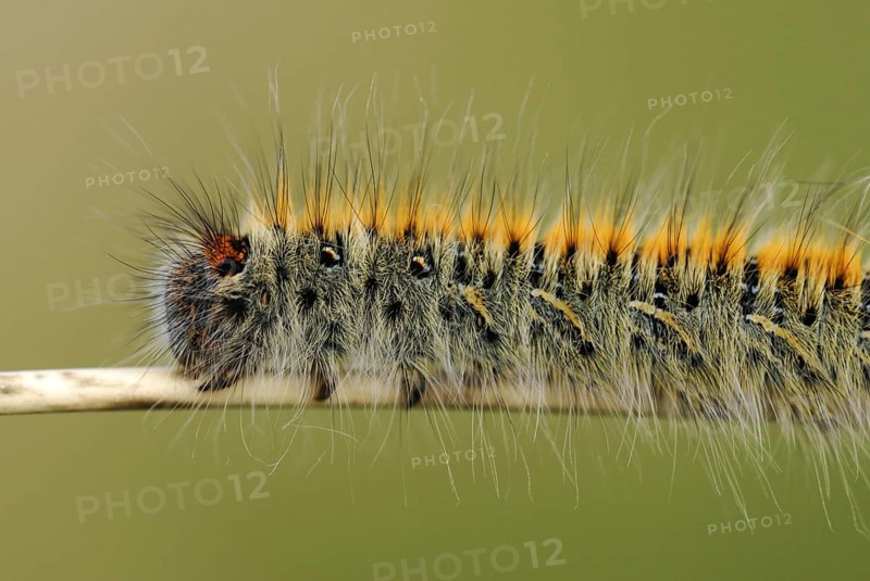 Grass Eggar (Lasiocampa trifolii)