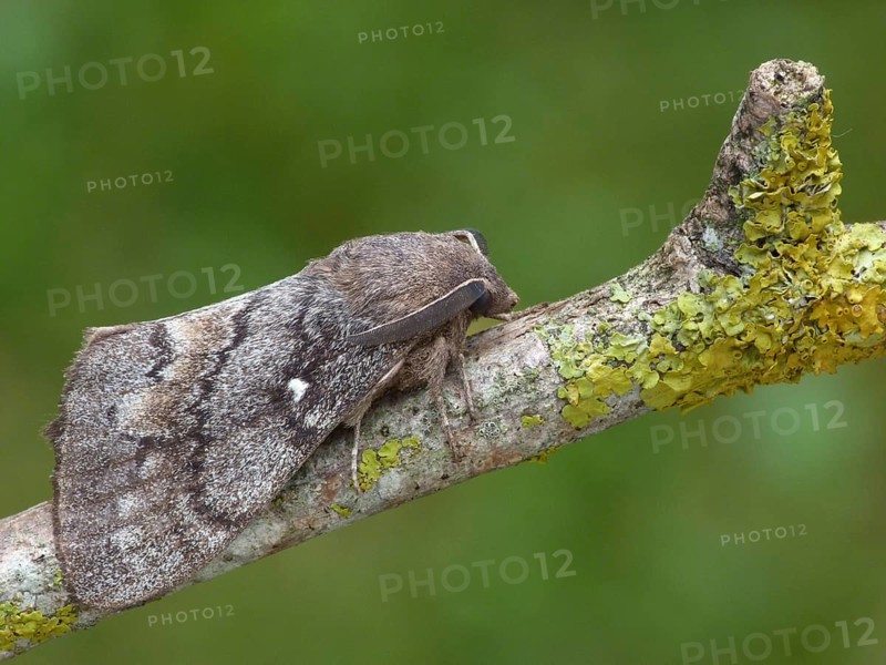 Pine-tree Lappet (Dendrolimus pini)