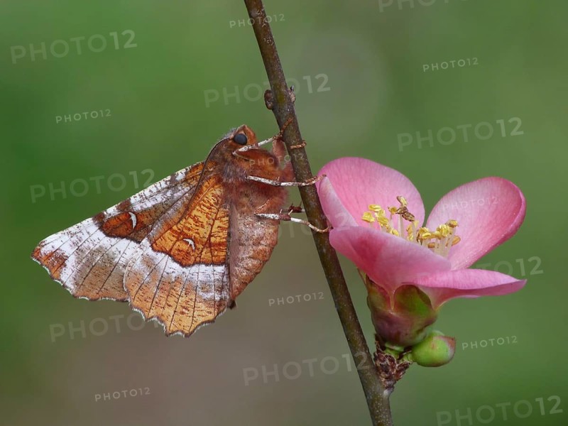 Purple Thorn Moth (Selenia tetralunaria)