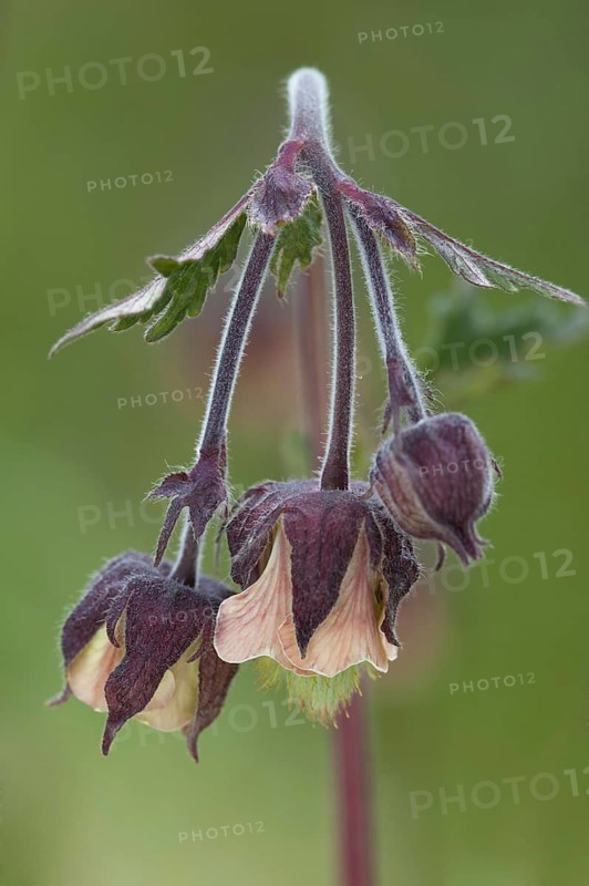 Water Avens (Geum rivale)