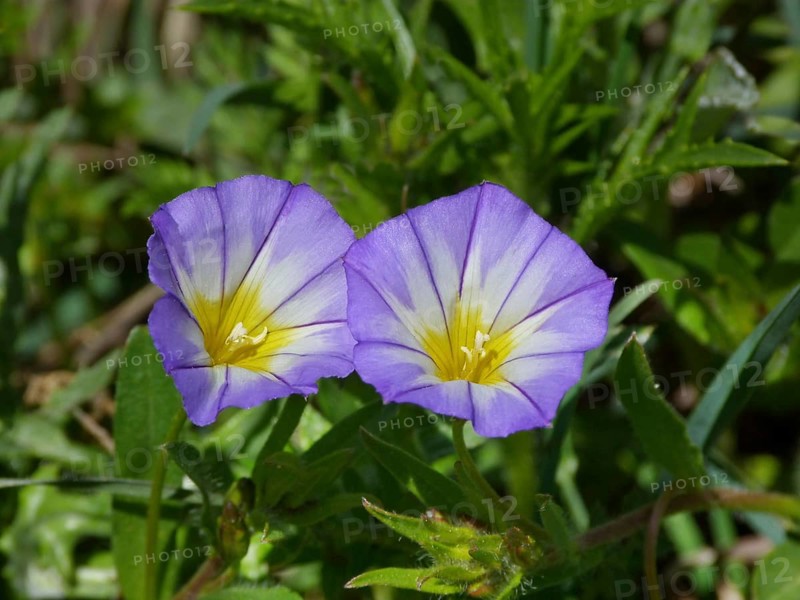 Dwarf Convolvulus (Convolvulus tricolor)