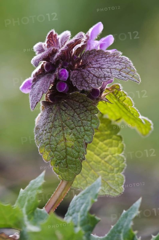 Red Dead-nettle (Lamium purpureum)