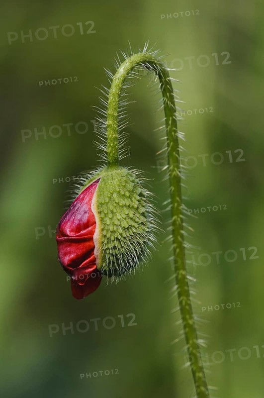 Corn Poppy (Papaver rhoeas)