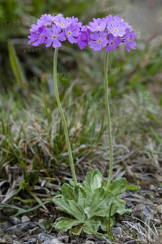 Birdseye Primrose (Primula farinosa)