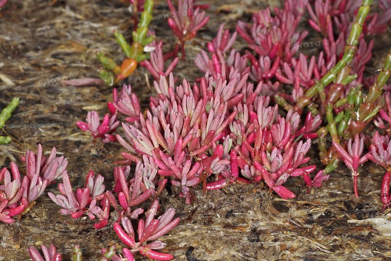 Annual Sea-blite (Suaeda maritima)