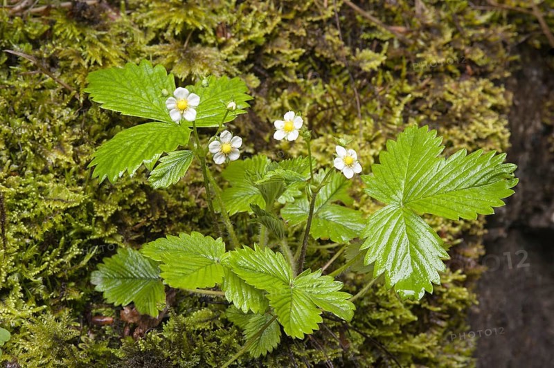 Wild Strawberry (Fragaria vesca)