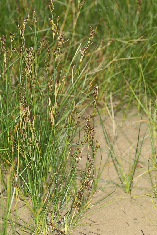 Saltmarsh Rush (Juncus gerardii)