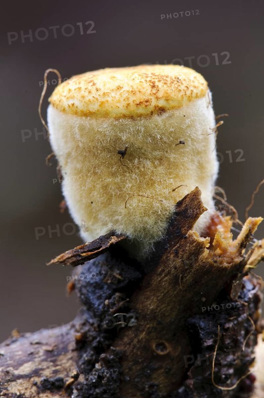 Field Bird's Nest Fungus (Crucibulum laeve)