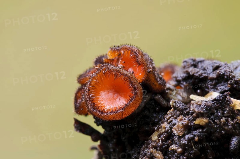 Eyelash Fungus (Scutellinia scutellata)