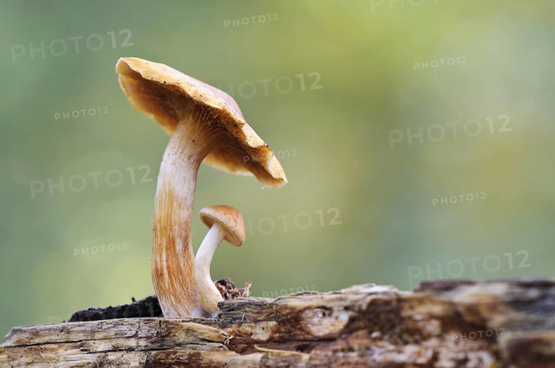 Common Rustgill (Gymnopilus penetrans)