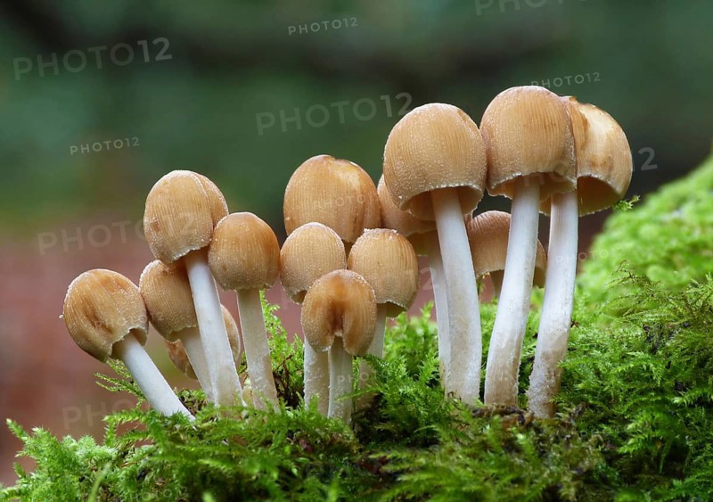 Glistening Ink Cap (Coprinus micaceus)