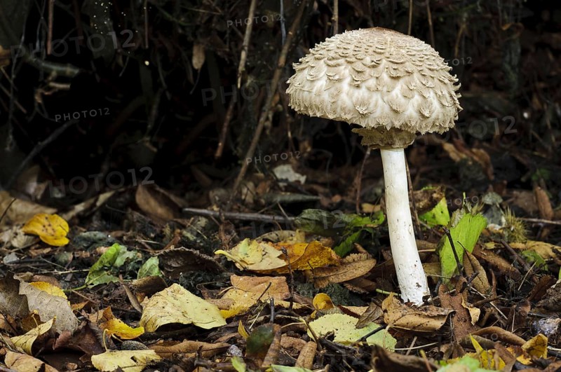 Shaggy Parasol (Chlorophyllum rachodes syn Macrolepiota rhacodes)