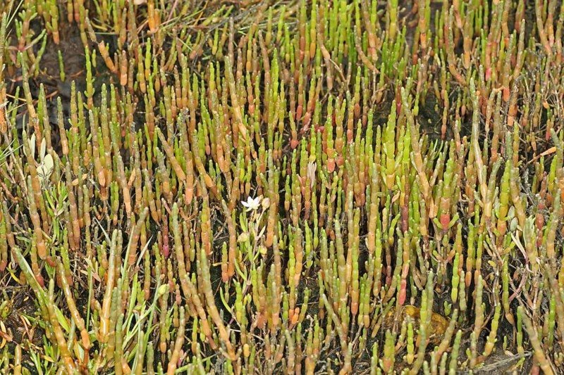 Perennial Glasswort (Sarcocornia perennis)