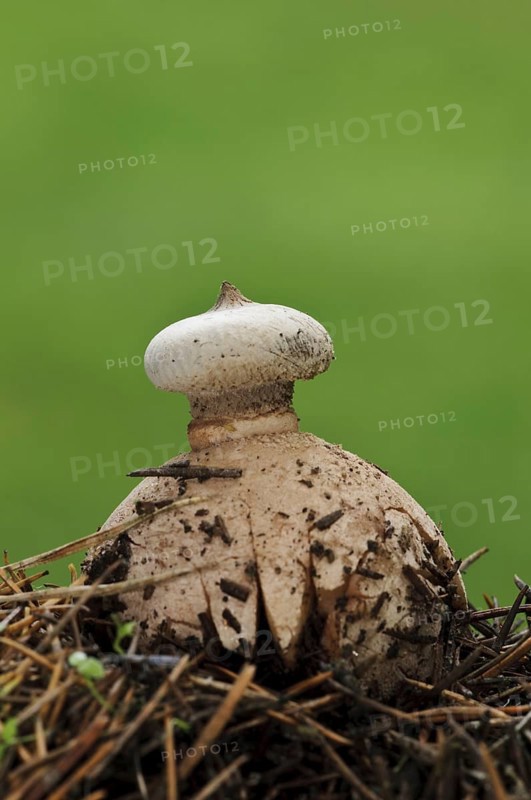 Striate Earthstar (Geastrum striatum)