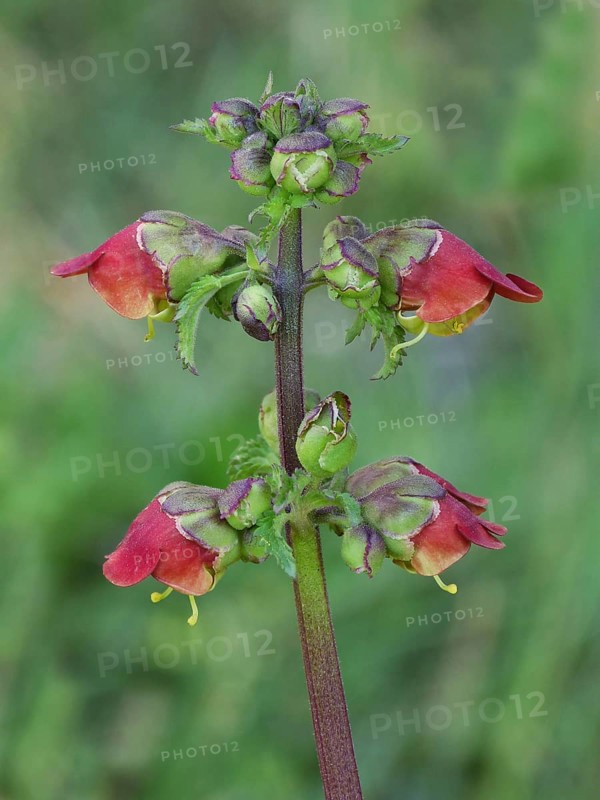 Square-stem Figwort (Scrophularia trifoliata)
