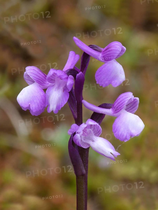 Champagne's Orchid (Orchis champagneuxii)