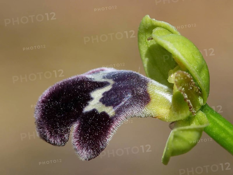 Sombre Bee Orchid (Ophrys fusca var. dyris)