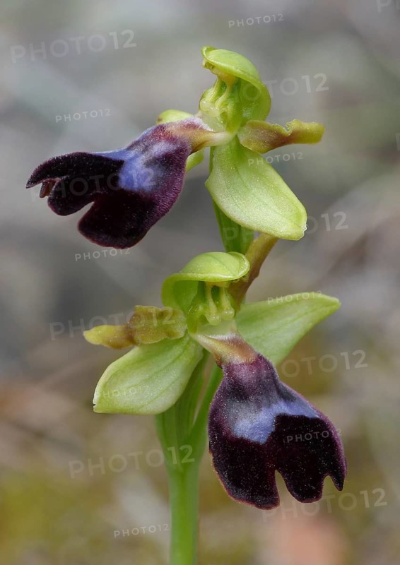 Atlantic Bee Orchid (Ophrys atlantica)