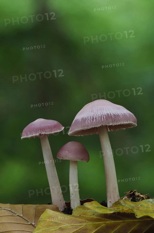 Pink Bonnet (Mycena rosella)