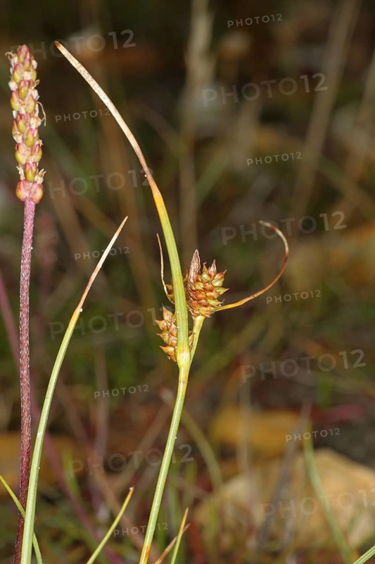 Long-bracted Sedge (Carex extensa)