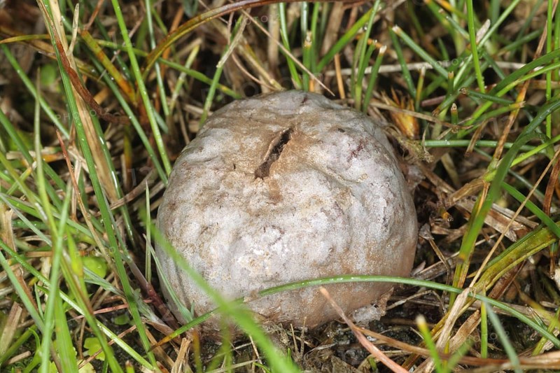 Grey Puffball (Bovista plumbea)