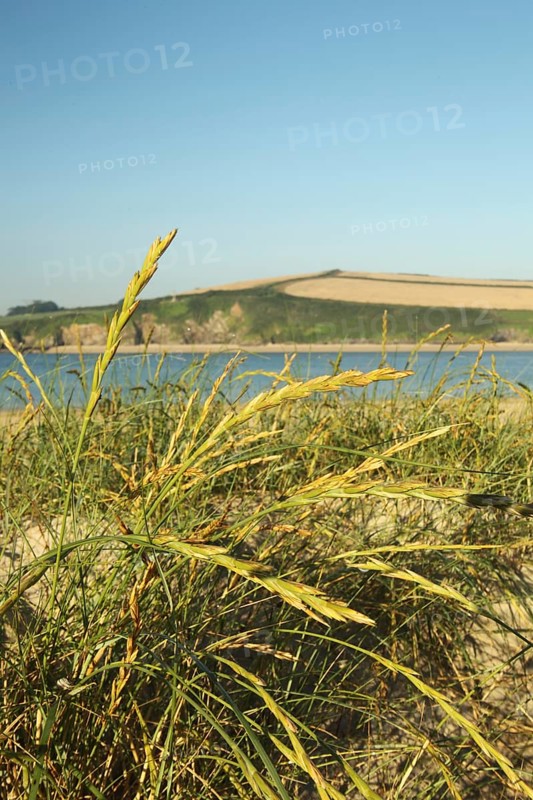 Sand Couch (Elytrigia juncea)
