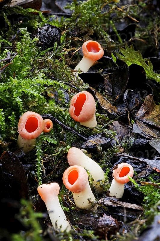 Scarlet Elf Cup (Sarcoscypha austriaca)