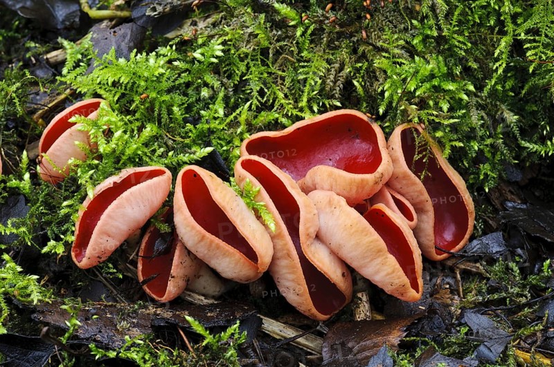 Scarlet Elf Cup (Sarcoscypha austriaca)