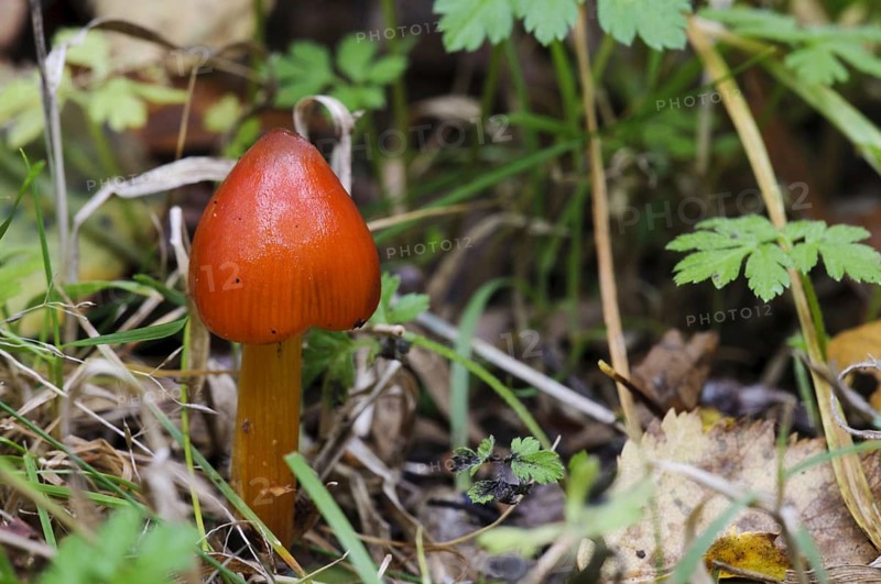 Blackening Waxcap (Hygrocybe nigrescens)