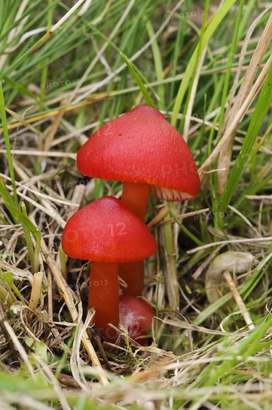 Scarlet Waxcap (Hygrocybe coccinea)