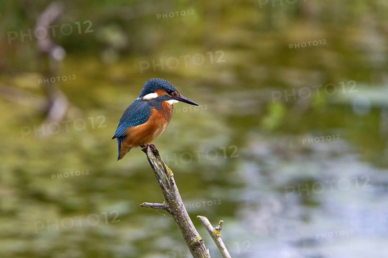 Common Kingfisher (Alcedo atthis)