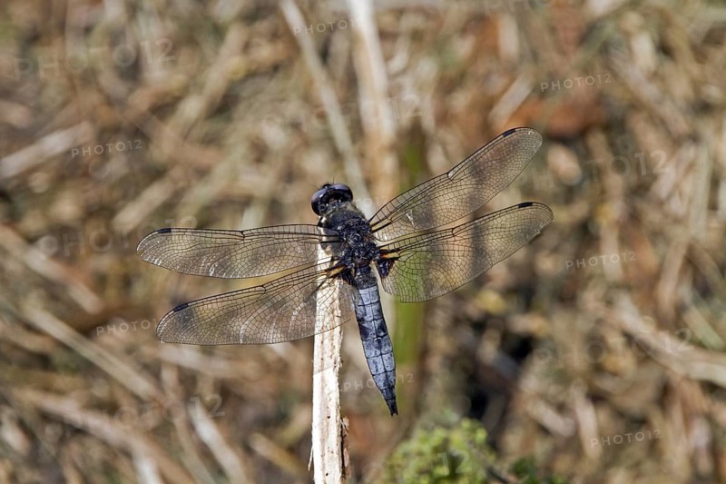 Mature male Scarce Chaser (Libellula fulva)