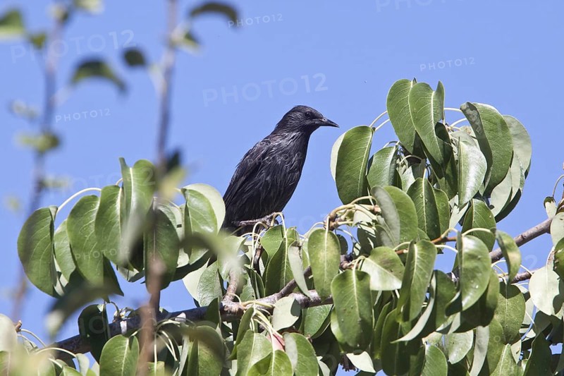 Spotless Starling (Sturnus unicolor) on pear tree
