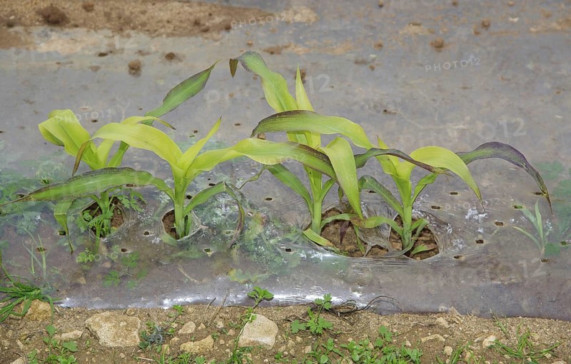 Maize (Zea mays) forage crop