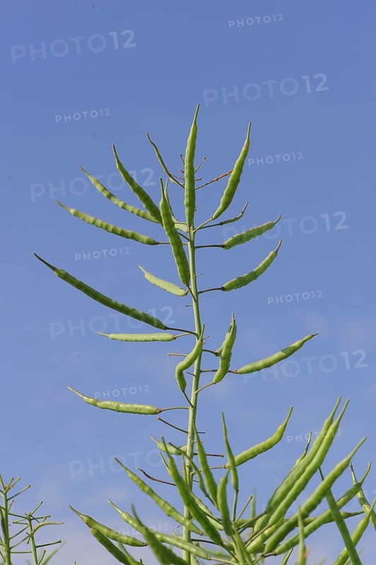 Oilseed Rape (Brassica napus)