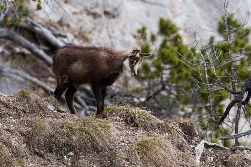Chamois (Rupicapra rupicapra)