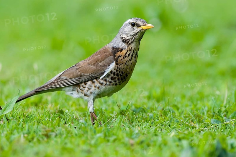 Fieldfare (Turdus pilaris) Fuerstenfeldbruck