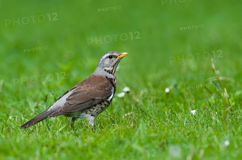 Fieldfare (Turdus pilaris) Fuerstenfeldbruck