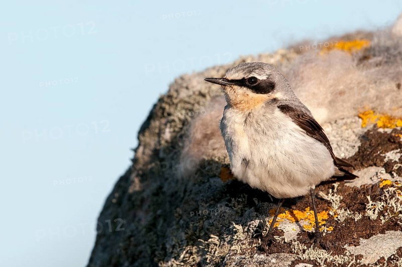Northern Wheatear (Oenanthe oenanthe)