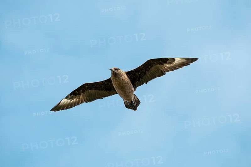 Skua (Stercorarius skua) in observation flight