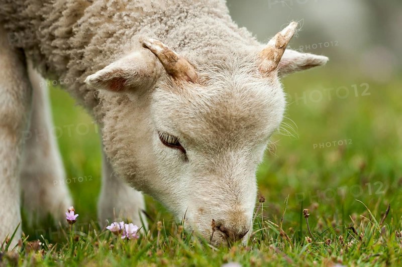 Lamb grazing on Buness